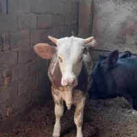 گوساله سیمینتال