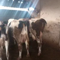تعداد پنج عدد گاو شیری صنعتی