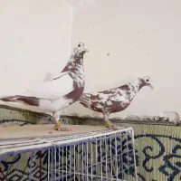 کبوترکارل میولمنز کفترپلاکی آلمانی|پرنده|تهران, مسعودیه|دیوار