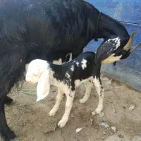 بز ماده|حیوانات مزرعه|چابهار, |دیوار