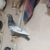 کبوتر سینه پرشی