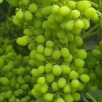 غوره تازه مستقیم از باغ
