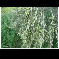 تعداد بالا زیتون چین نیازمندم