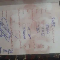 سگ خانگی|سگ|اسلام‌‌آباد غرب, |دیوار