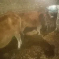 گاو به همراه گوساله|حیوانات مزرعه|تبریز, |دیوار