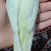 عروس هلندی|پرنده|قم, باجک دو|دیوار
