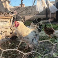 خروس برهما و نیمچه مرغ‌وخروس و بوقلمون یکساله