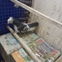 کبوتر|پرنده|همدان, |دیوار