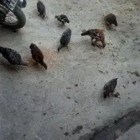 جوجه دورگ‌لاری