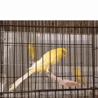 سالن پرورش قناری قدیمی رشت|پرنده|رشت, گلسار|دیوار