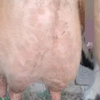 گاو دورگ محلی حامله همراه گوساله نر دورگ سیاه سفید|حیوانات مزرعه|ماسال, |دیوار