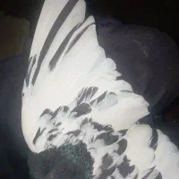 سینه سیاه نر|پرنده|شیروان (خراسان), |دیوار