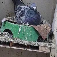 پلاکی|پرنده|مسجد سلیمان, |دیوار