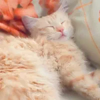 گربه نارنجی DSH