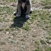 توله سگ سرابی