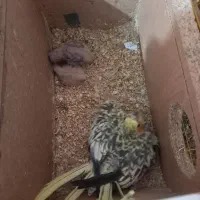 عروس با جوجه