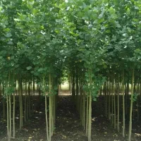 نهالستان گردو صنوبر و بادام و کبوده در نهااستان