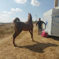 فروش و معاوضه اسب ومادیون معاوضه چند راس دارم
