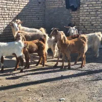 ۴ تا بز جوان  و ۵ تا کره