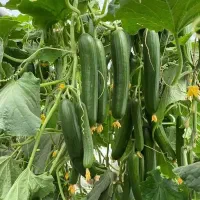 خیار ریز واسه خیارشور