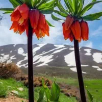 خط کد یک استان ایلام 141