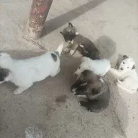 سگ توله|سگ|سنگدوین, |دیوار