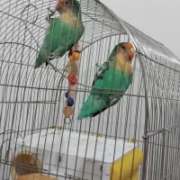 طوطی برزیلی جفت