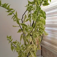 گل و گیاه|گل و گیاه طبیعی|شاهین دژ, |دیوار