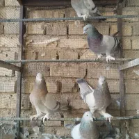 کبوتر ترکیه