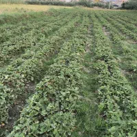 توت فرنگی سابرینا  نی 7تومان