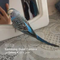 مرغ عشق|پرنده|شاهرود, |دیوار