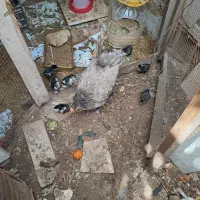 مرغ وخروس محلی