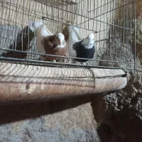 کبوتر طوقی|پرنده|باروق, |دیوار