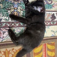 گربه شش ماهه موکوتاه