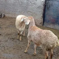 فروش بره ماده دورگ قزاق با مغانی