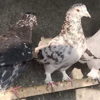 کبوتر سرور گردن کلفت