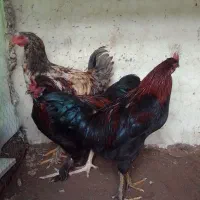 خروس بچه|پرنده|مرند, |دیوار