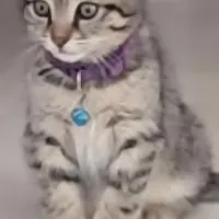 گربه گمشده