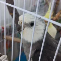 عروس هلندی جفت|پرنده|رشت, جماران|دیوار