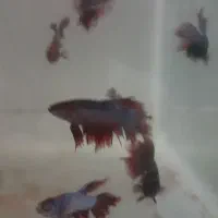 ماهی آنجل و...|ماهی|رباط‌کریم, رباط‌کریم|دیوار