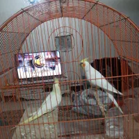 یک جفت طوطی عروس لوتینو مولد|پرنده|کرج, شهرک خاتم النبیا|دیوار