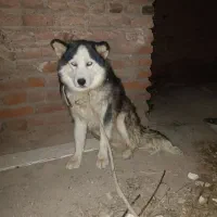 هاسکی زبان بلد