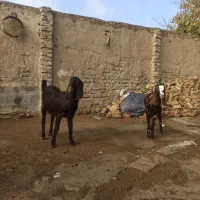 دوراس بزغاله|حیوانات مزرعه|گنبد کاووس, |دیوار