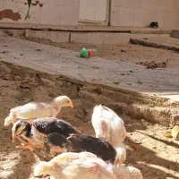 ۵ عدد جوجه لاری اصیل دونگ بالا اصل افغانستان|حیوانات مزرعه|تکاب, |دیوار