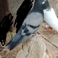 سبز بمی نصل قدیم