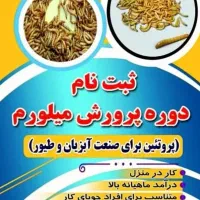 آموزش تولید میلورم در سالن تولید