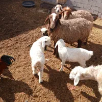 چهارعدد میش زائده سه تا بره نره و یکی ماده