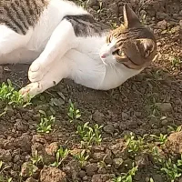گربه خونگی پیدا شده