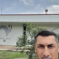 جوجه بوقلمون بیوتی فوق سنگین زرین۱۴روزه|حیوانات مزرعه|گرگان, |دیوار