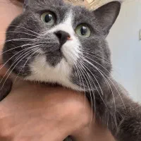 گربه بریتیش میکس فی زیر 8قیمت